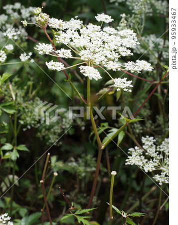 トウキの花 トウキの花 95933467