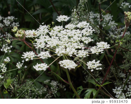 トウキの花 トウキの花 95933470