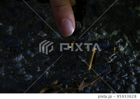 蛍 ホタル ほたる 95933628