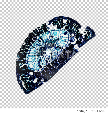 Pine leaf micrograph transparent PNG 95934202