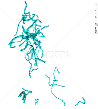 Spirogyra micrograph transparent PNG 95934205