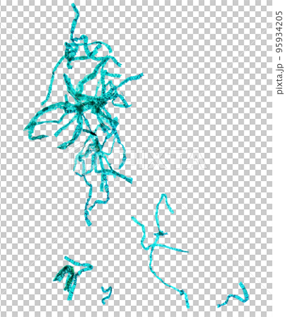 Spirogyra micrograph transparent PNG 95934205