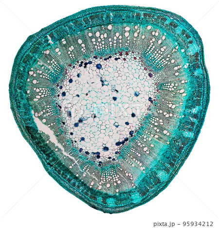 Cotton stem micrograph transparent PNG 95934212