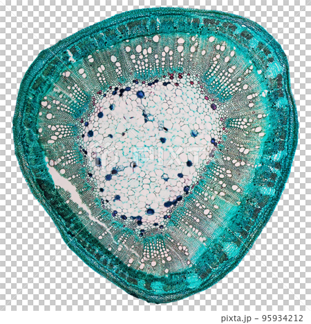 Cotton stem micrograph transparent PNG 95934212