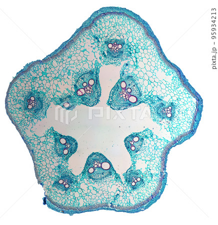 Cucurbita stem micrograph transparent PNG 95934213