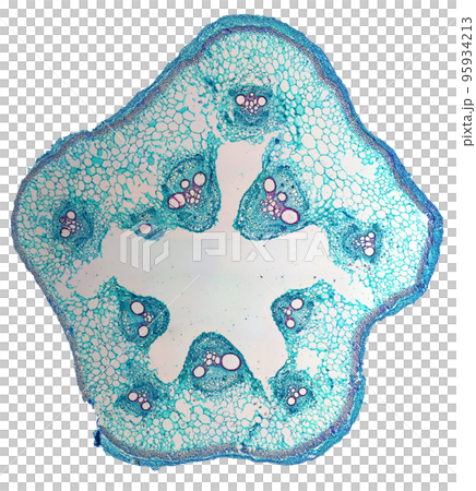 Cucurbita stem micrograph transparent PNG 95934213