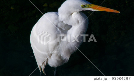 ダイサギ ダイサギ 95934297