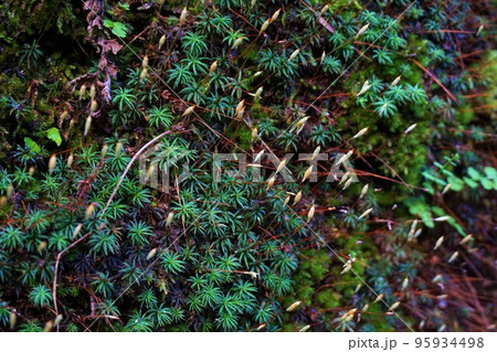 スギゴケ　杉苔　胞子嚢　梅田鉱山　津久原鉱山 95934498