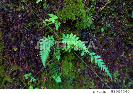 苔　シダ植物　梅田鉱山　津久原鉱山 95934540