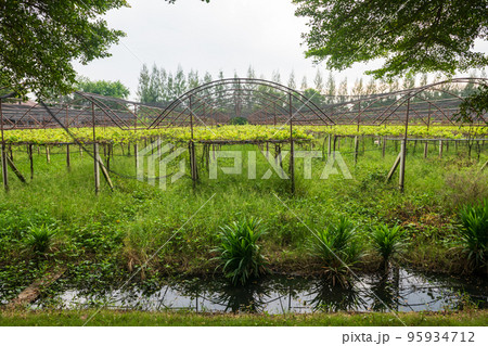 Organic vegetable farm in green house by small canal Organic vegetable farm in green house by small canal 95934712