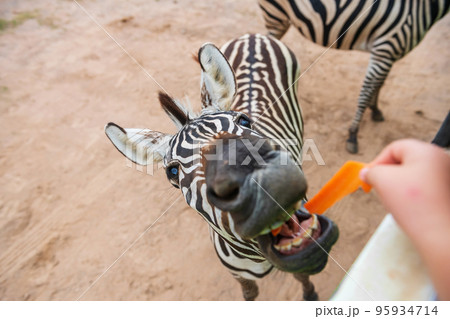 feeding carrot to zebra from the bus in outdoor zoo feeding carrot to zebra from the bus in outdoor zoo 95934714
