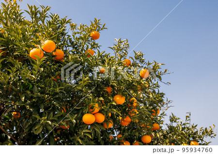 青空の中に育った瑞々しいみかん 95934760