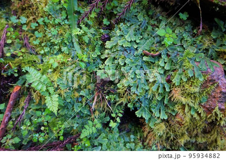 ジャゴケ　蛇苔　梅田鉱山　津久原鉱山 95934882