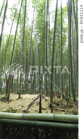 晴天の竹林 95935114