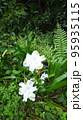 山に咲く花 95935115