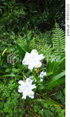 山に咲く花 95935115