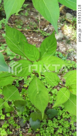 ハート形の葉っぱ 95935118