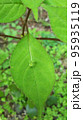 葉っぱに咲く花 95935119