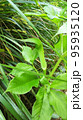 夏の日差しを受ける葉 95935120