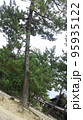 傾く大木 95935122