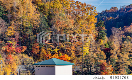 【山梨県】琴川ダム湖岸広場の紅葉 ※自然風景 【山梨県】琴川ダム湖岸広場の紅葉 ※自然風景 95935768