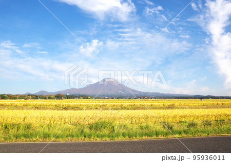 収穫期を迎えた水田の黄金色の稲穂と大山の風景 95936011