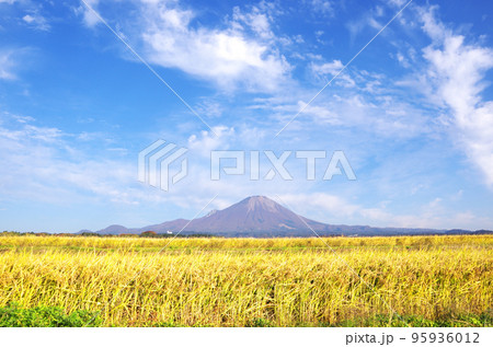 収穫期を迎えた水田の黄金色の稲穂と大山の風景 収穫期を迎えた水田の黄金色の稲穂と大山の風景 95936012