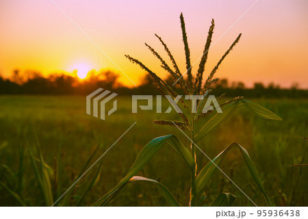 corn plant corn plant 95936438