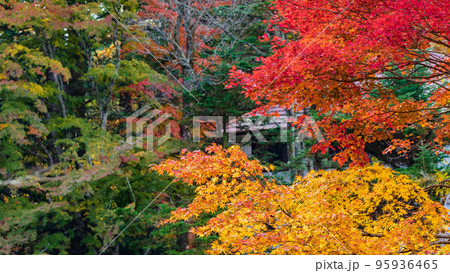 【長野県】別荘地の紅葉　※軽井沢の自然風景 95936465