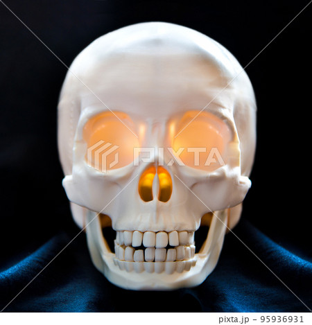 human skull human skull 95936931