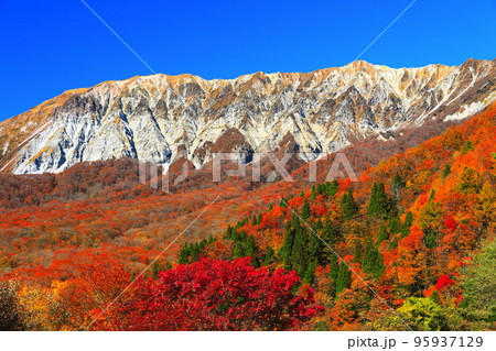 【鳥取県】快晴の鍵掛峠から見た紅葉の大山 95937129