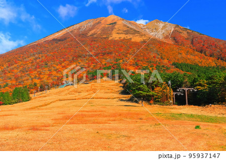 【鳥取県】快晴の桝水高原から見た紅葉の大山 95937147