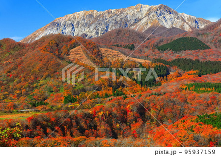 【鳥取県】快晴の鬼女台展望台から見た紅葉の大山 【鳥取県】快晴の鬼女台展望台から見た紅葉の大山 95937159
