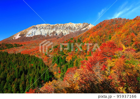【鳥取県】快晴の鍵掛峠から見た紅葉の大山 95937166