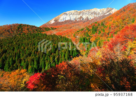 【鳥取県】快晴の鍵掛峠から見た紅葉の大山 95937168