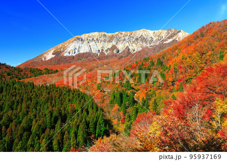 【鳥取県】快晴の鍵掛峠から見た紅葉の大山 【鳥取県】快晴の鍵掛峠から見た紅葉の大山 95937169