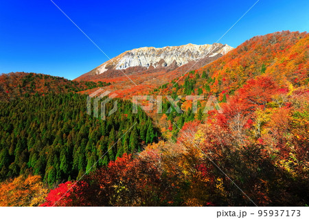 【鳥取県】快晴の鍵掛峠から見た紅葉の大山 【鳥取県】快晴の鍵掛峠から見た紅葉の大山 95937173