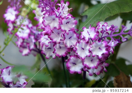 可愛い小花 95937214