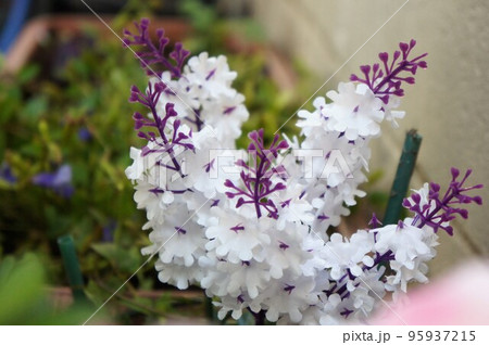 白い花 95937215