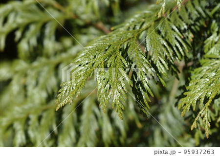 Western Red Cedar 95937263