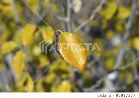 Ebbinges silverberry Ebbinges silverberry 95937277