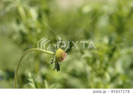 Pincushion flower Magic Night Pincushion flower Magic Night 95937278