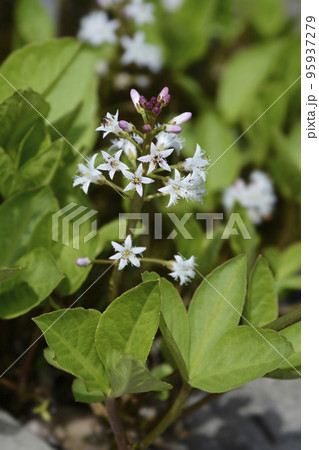 Common bogbean Common bogbean 95937279