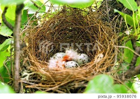 A little bird's nest on a tree with eggs A little bird's nest on a tree with eggs 95938076