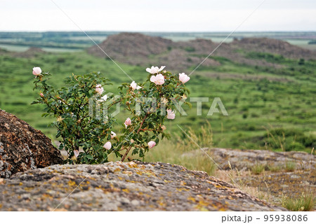 Bush of wild rose hips in National Park 95938086