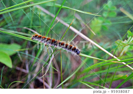 Caterpillar crawling on green grass 95938087