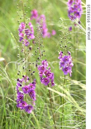 Purple Mullein (verbascum Phoeniceum) 95938116