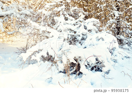 branches with snow branches with snow 95938175