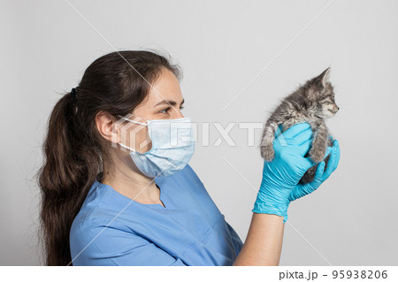 A female veterinarian doctor for animals in a medical uniform and gloves is holding a small kitten. Treatment of cats, pet care, veterinary clinic. A female veterinarian doctor for animals in a medical uniform and gloves is holding a small kitten. Treatment of cats, pet care, veterinary clinic. 95938206