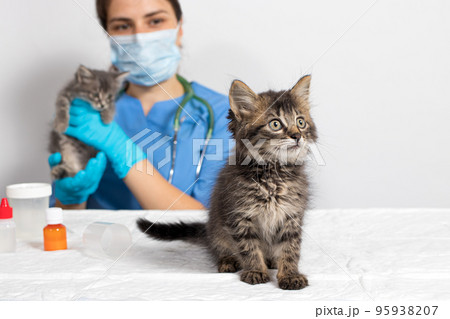 The doctor is a veterinarian and small kitten in the doctor's office. Veterinary clinic, treatment of cats and pets. 95938207